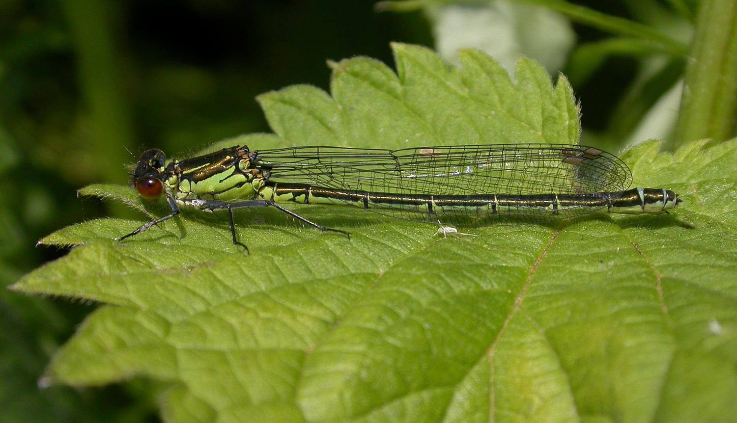 Female Red-eyed Damselfly by David Kitching